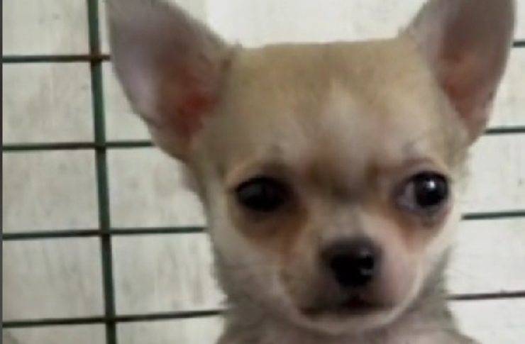 chihuahua 
