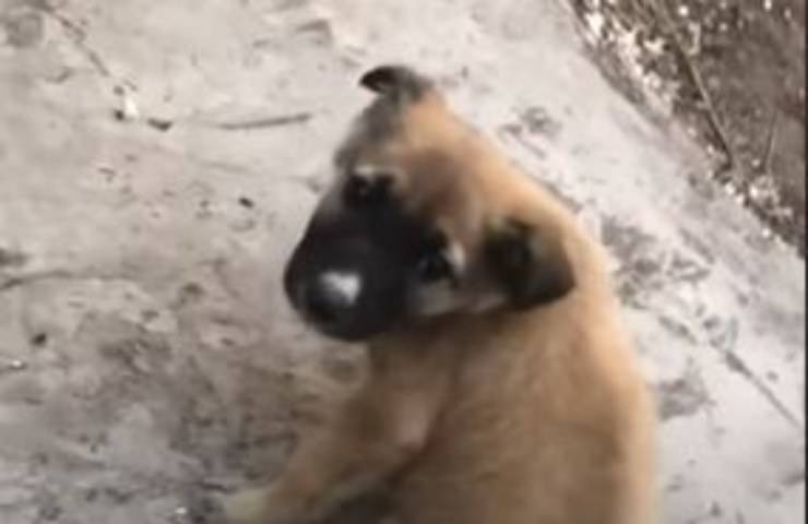 cucciolo paralitico torna a camminare