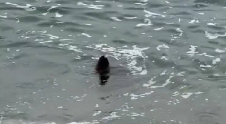 foca emerge dall'acqua