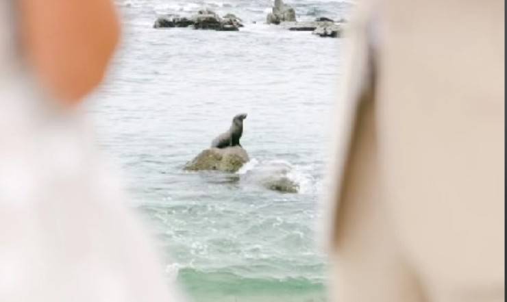 foca nell'acqua