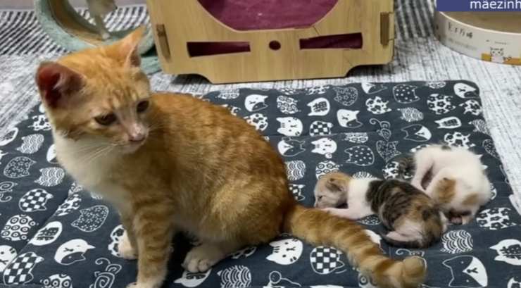 gatta guarita con cuccioli