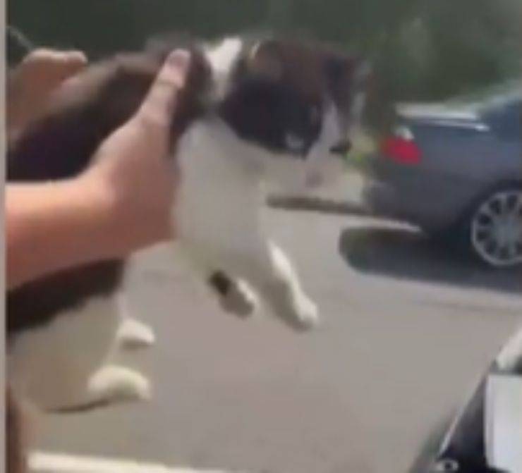 gattina cofano salvata uomo
