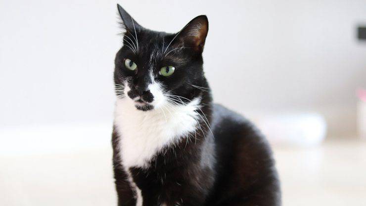 gatto bianco e nero