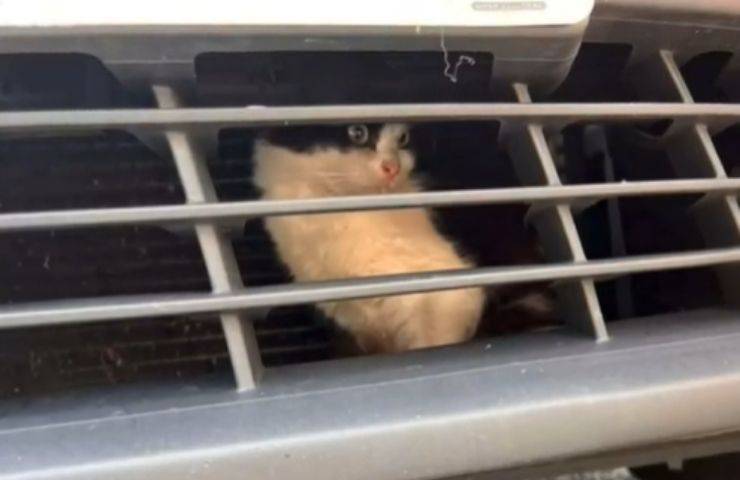 gattina cofano taxi spavento
