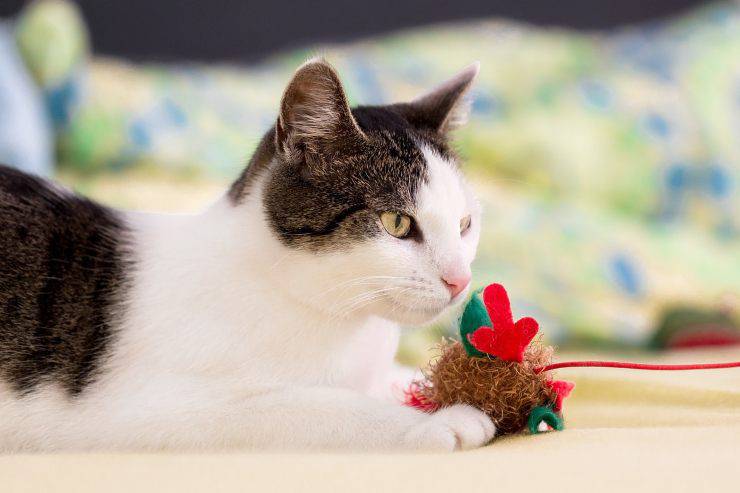 gatto con giochino