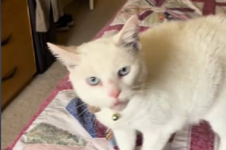 gatto contento 