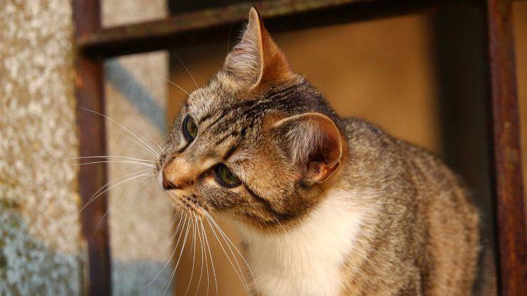 gatto curioso 