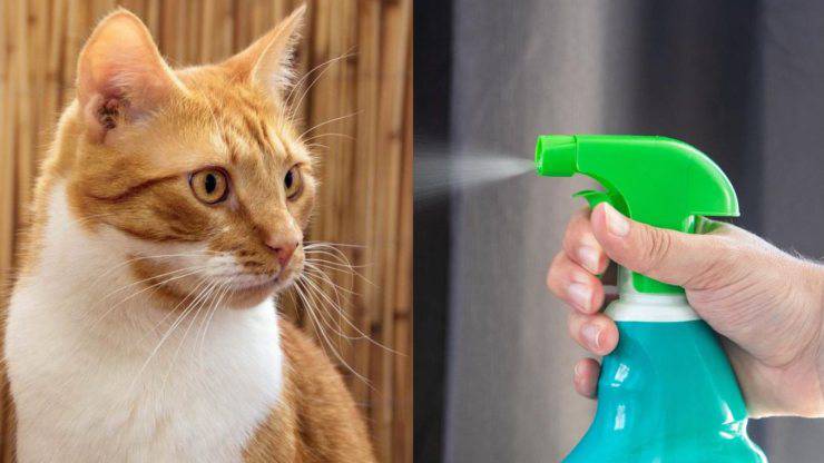gatto rosso e detergente 