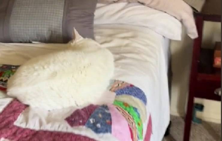 gatto dorme sul letto