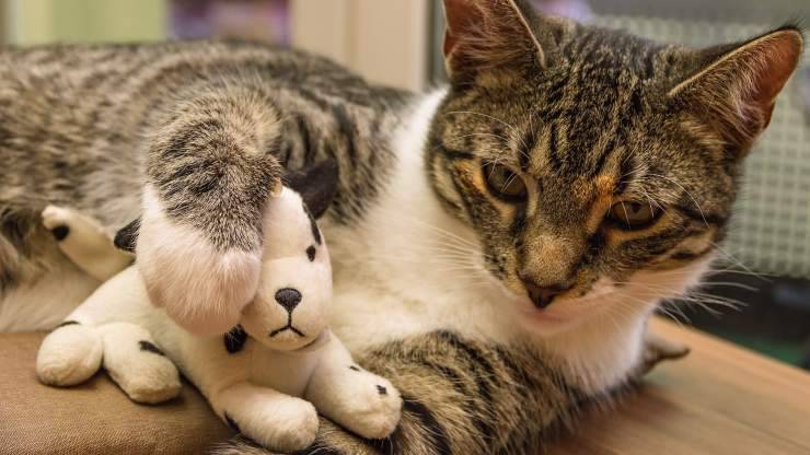 gatto con giocattolo