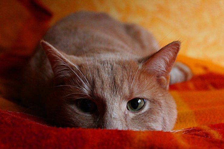 gatto in agguato 