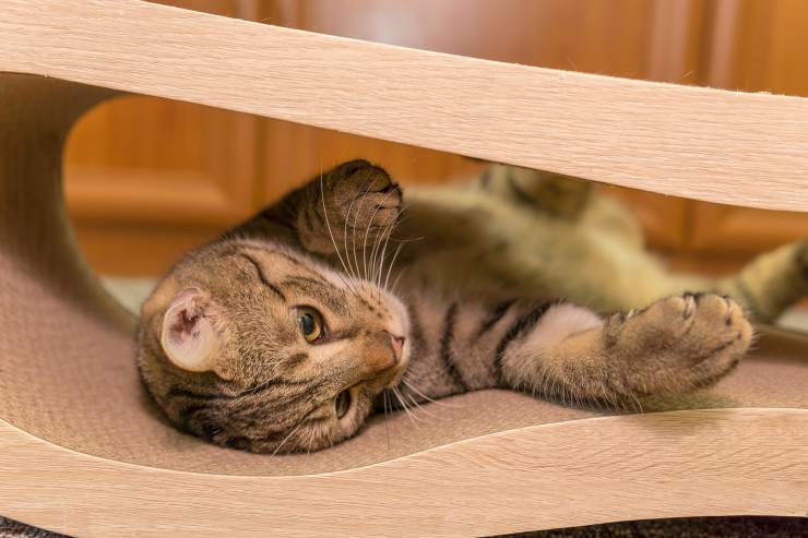gatto in casa 