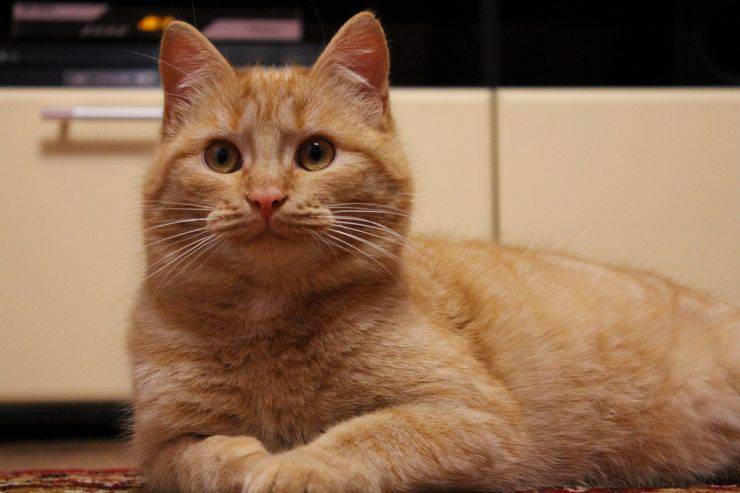 gatto rosso