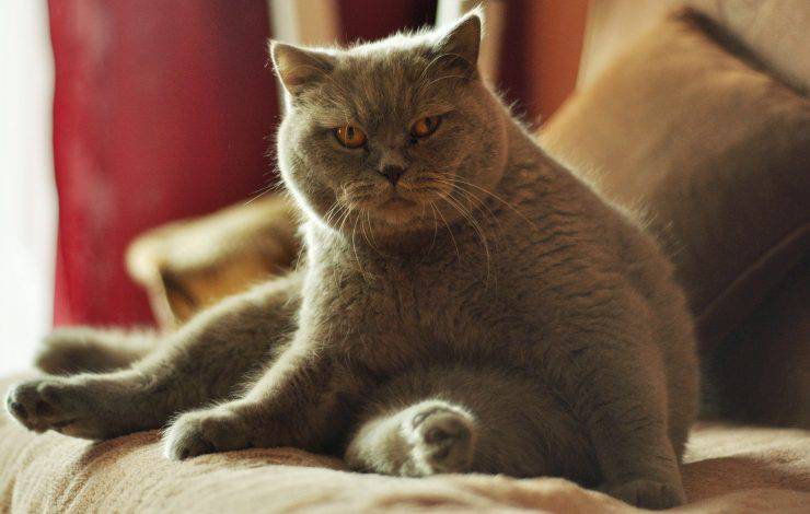 gatto scrutatore 
