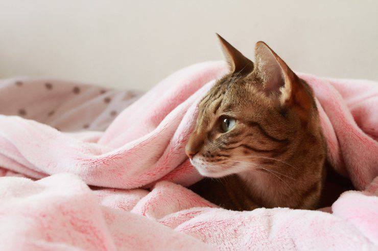 gatto sotto le coperte