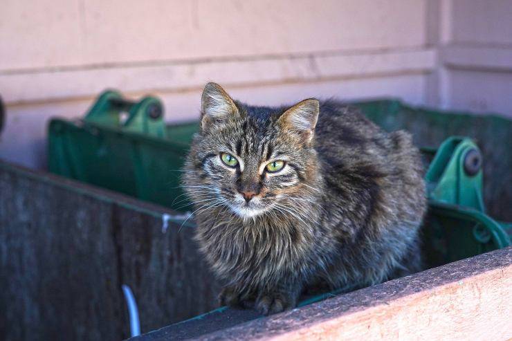 gatto bidoni spazzatura