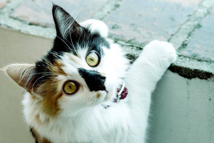 gatto vivace 