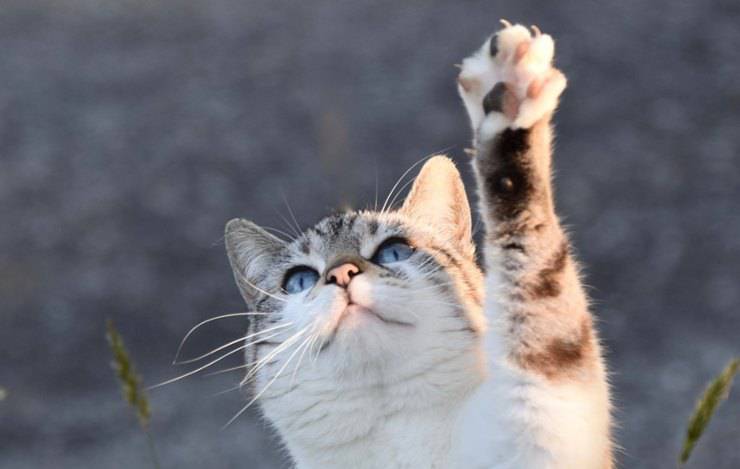 gatto alza la zampa 