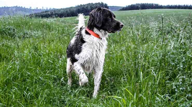 cane da caccia
