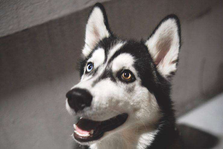 Husky con eterocromia
