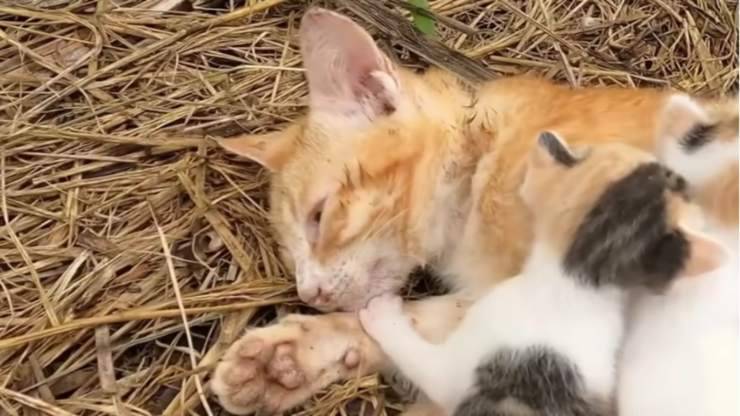 Gattini cercano di aiutare la mamma