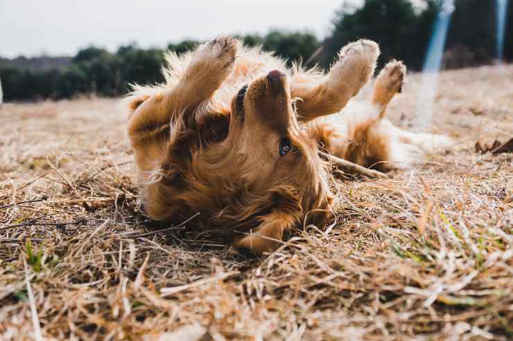 Il comportamento del cane