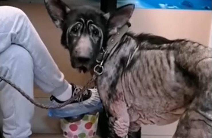 cane affamato malato denutrito