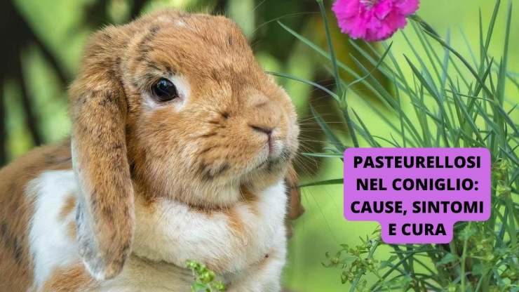 coniglio domestico
