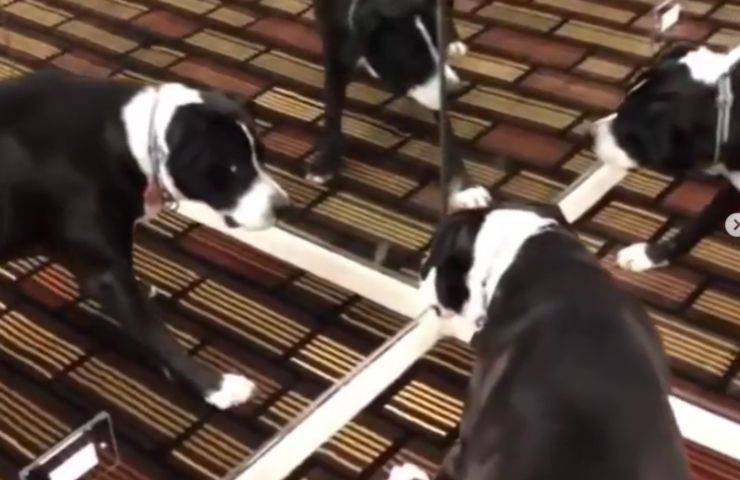 pitbull specchi reazione inaspettata