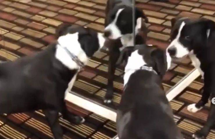 pitbull specchi immagine riflessa