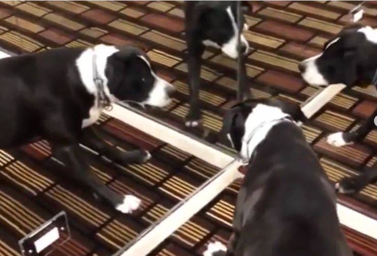 pitbull specchi video divertente