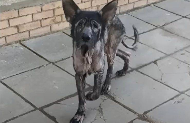 cane affamato ristorante aspetta