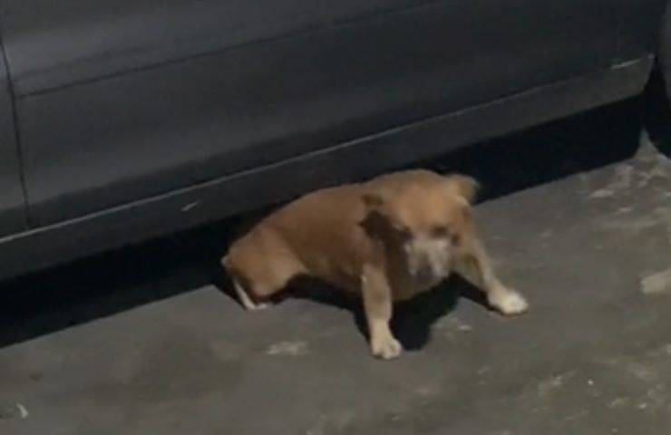 cane auto video virale