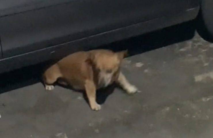 cagnolino auto male schiena