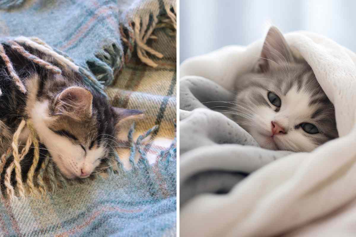 gatto sotto coperta