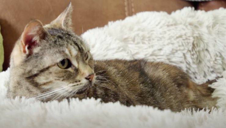 gattina bella Inghilterra Huntingdon
