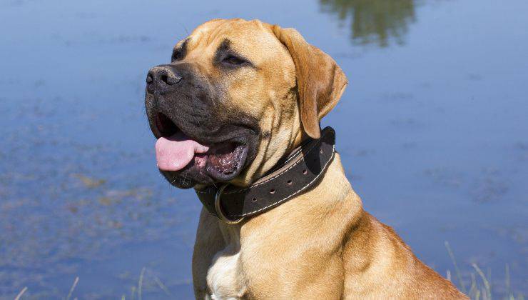 Boerboel cane