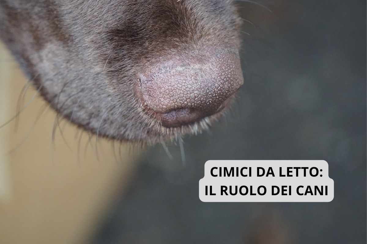 cimici da letto ruolo cani