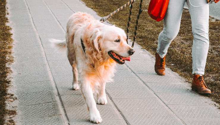 obbligo museruola cane