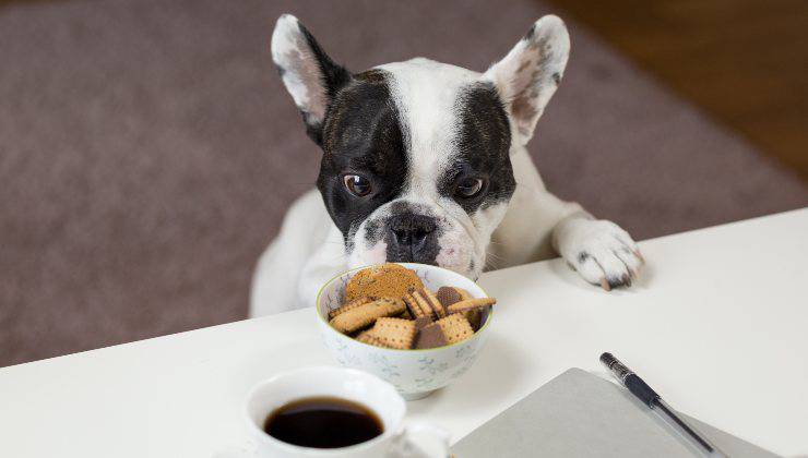cane annusa i biscotti 