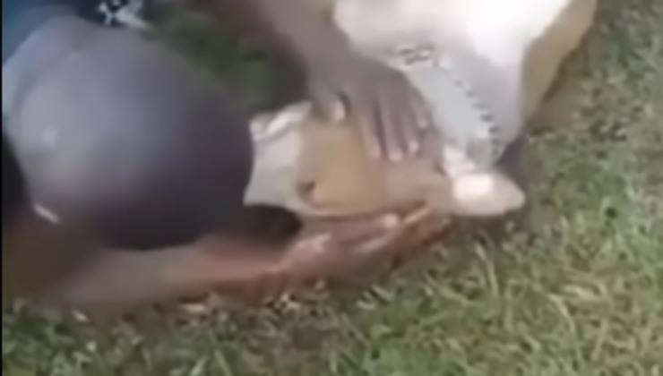 rianimazione nel cane video