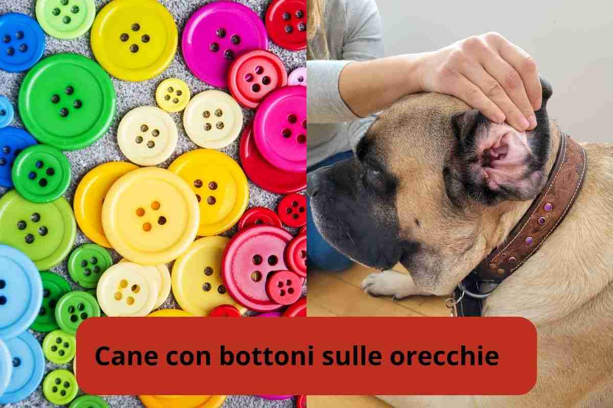 Bottoni da cucito e orecchie del cane