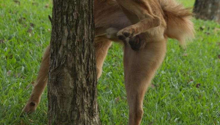 Cane fa pipì su un albero