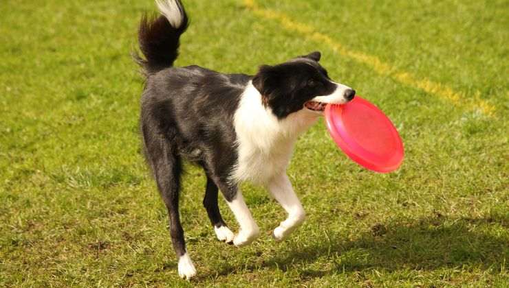Cane gioca