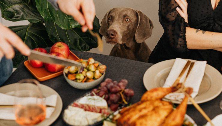 Cane guarda cibo
