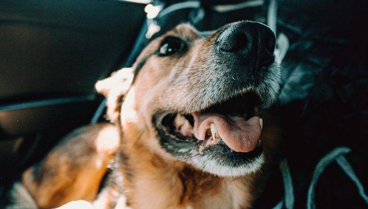cane in auto 