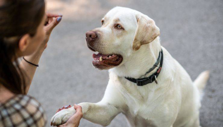 Cane segue la padrona