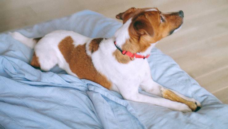 Cane si è svegliato all'improvviso