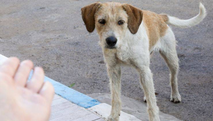 Cane si fida