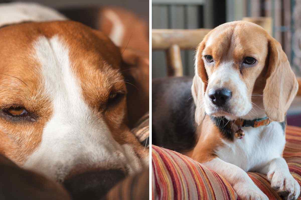 Perché i cani si svegliano facilmente